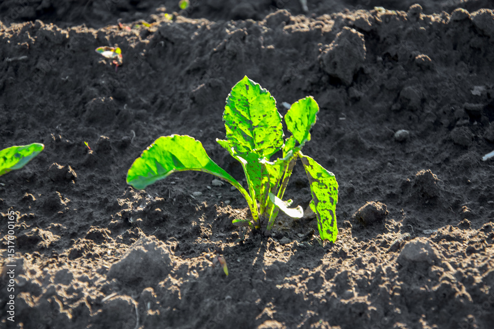 A young sugar beet plant stands out in rich soil, basking in sunlight in an agricultural setting during the growing season A young sugar beet plant stands out in rich soil, basking in sunlight in an agricultural setting during the growing season