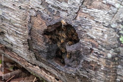 Active Africanized bee colony with visible honeycomb inside a tree trunk cavity. Blurred natural background. photo