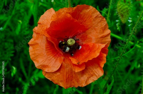 wild flower red poppy blooming in the field