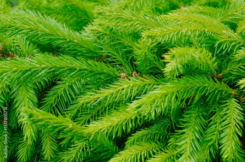 green young spruce branches of needles
