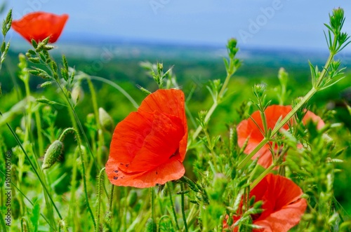 wild flower red poppy blooming in the field