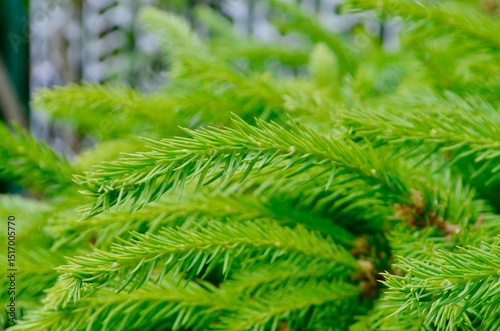 green young spruce branches of needles