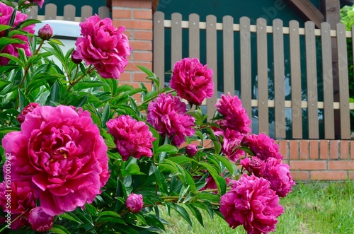 spring flowers blooming peony bush