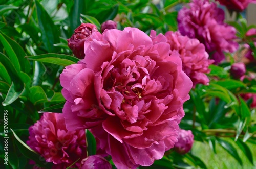 spring flowers blooming peony bush
