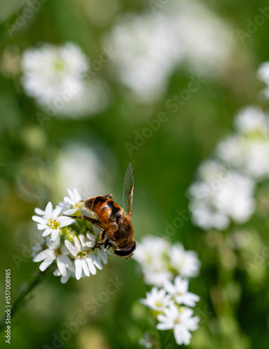 Gęsiówka szorstkowłosista (Arabis hirsuta (L.) Scop.), Gnojka wytrwała (Eristalis tenax)	