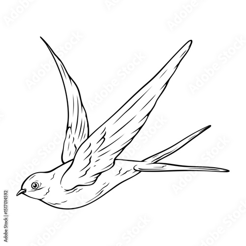 vector line art drawing illustration of a bird