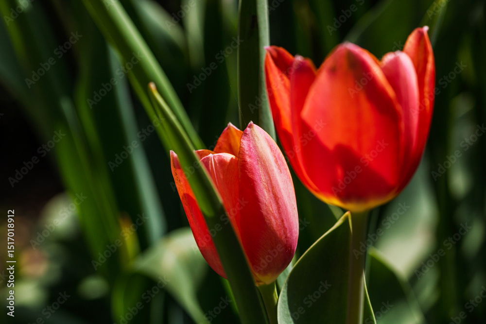 Naklejka premium Spring and summer nature scene with blooming tulips
