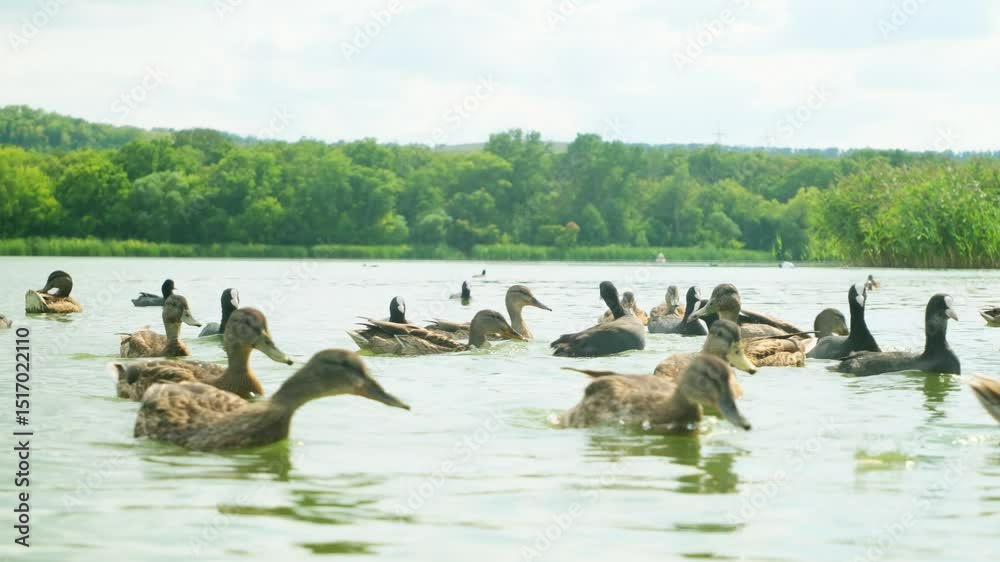wild ducks swimming in the lake