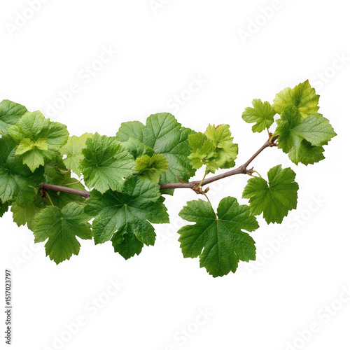 Wallpaper Mural Grapevine leaves branch on white background Torontodigital.ca