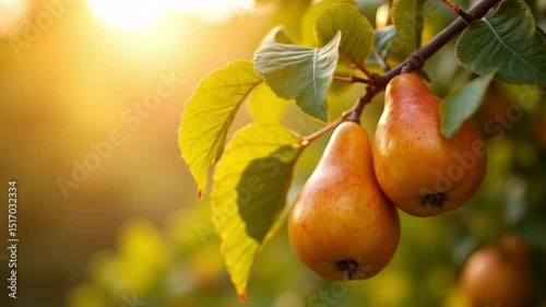 Two ripe pears hang from a tree branch, bathed in warm sunlight. Vibrant green leaves surround the fruit, evoking a fresh, natural harvest. Agricultural, culinary, or seasonal marketing visuals.