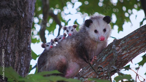 Cute brown furry rodent, a wild mammal related to the rat, is isolated on a white background on a tree