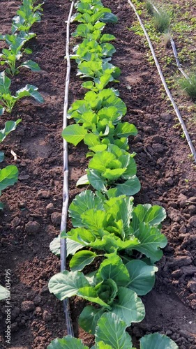 Green cabbage rows growing neatly in organized garden, drip irrigation delivering targeted water for efficient, eco friendly crop cultivation