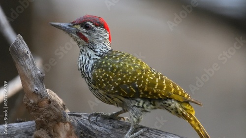 A group of colorful birds with red markings in a natural setting