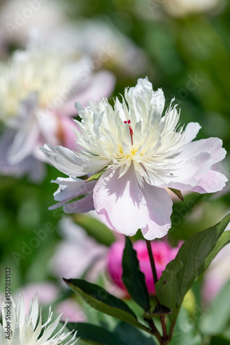 Close up of a Chinese peony (paeonia lactiflora) flower in bloom