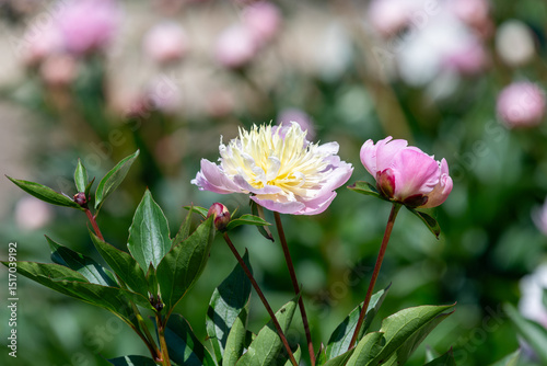 Close up of a Chinese peony (paeonia lactiflora) flower in bloom