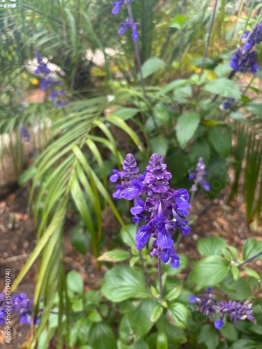 Fototapeta Naklejka Na Ścianę i Meble -  purple flowers in the garden