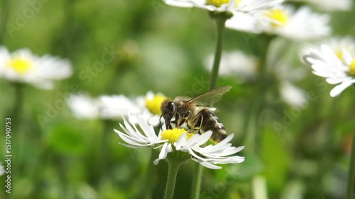 Close-up macro shot of a honey bee collecting pollen from a white daisy flower on a sunny day