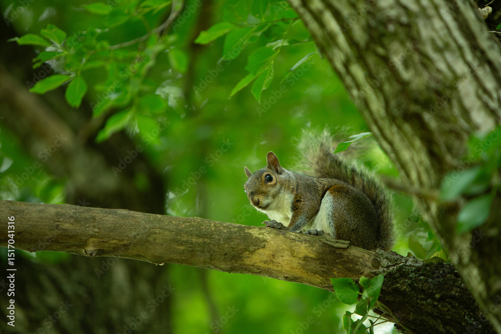 Curious squirrel resting on a tree branch in a lush green forest Curious squirrel resting on a tree branch in a lush green forest
