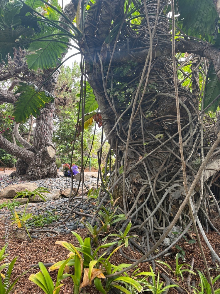 Obraz premium tree in the garden 