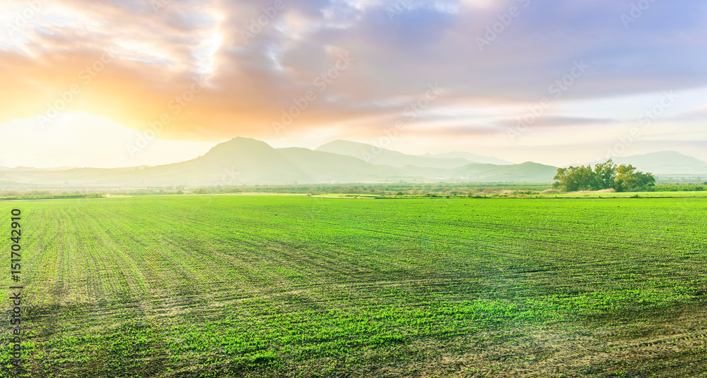 Obraz premium farmland landscapee of green spring field with rows of young fresh growth and sprouts and beautiful agricultural valley with nice sunset hills on background