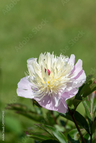 Close up of a Chinese peony (paeonia lactiflora) flower in bloom