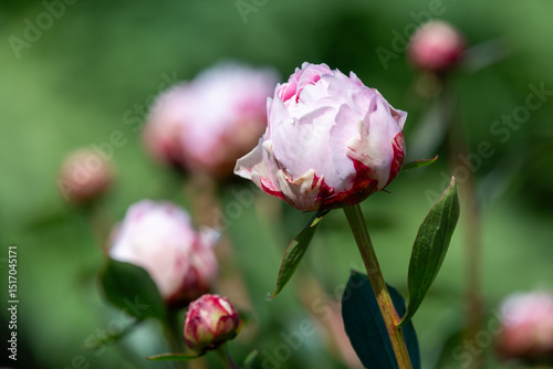 Close up of a Chinese peony (paeonia lactiflora) flower in bloom