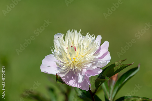 Close up of a Chinese peony (paeonia lactiflora) flower in bloom