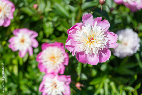 Close up of Chinese peony (paeonia lactiflora) flowers in bloom