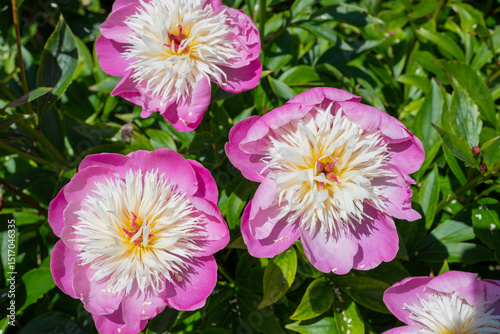 Close up of Chinese peony (paeonia lactiflora) flowers in bloom