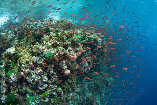 Fototapeta Naklejka Na Ścianę i Meble -  A diverse array of corals and colorful anthias thrive on a reef in the Pantar Strait, near the island of Alor, Indonesia. This tropical region harbors spectacular marine biodiversity.