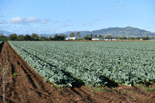 Cabbages growing at Gatton