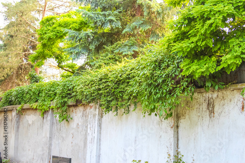 Thick green moss and ivy growth cascading down concrete retaining wall in urban environment