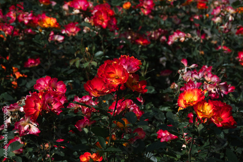 Fototapeta Naklejka Na Ścianę i Meble -  series on flowers in the light of sunset