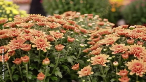 Golden Blooms: A vibrant array of radiant chrysanthemums bursts forth, displaying a rich display of autumnal beauty and the freshness of spring.