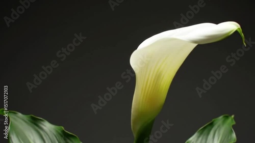 Calla Lily Elegance: A solitary calla lily, its pristine white bloom gracefully unfolds against a dark, soft background, accentuating its delicate form and the subtle textures of its petals.