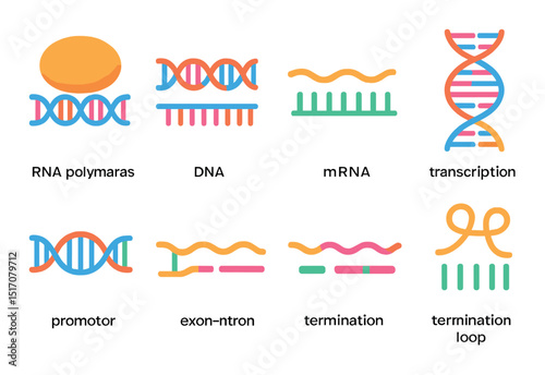 Genetics and molecular biology flat icon set. dna, rna, transcription symbols