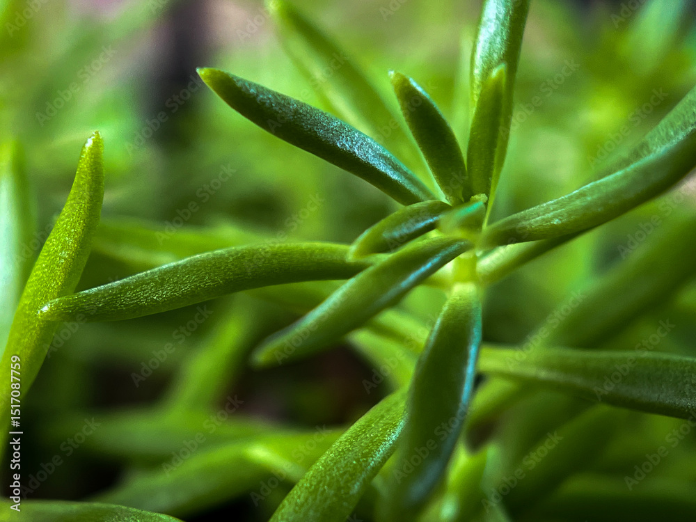 Obraz premium aloe vera plant