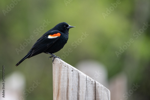 Male red-winged blackbird perched atop a wooden post