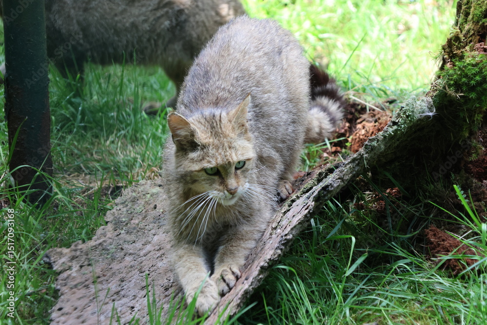 Obraz premium European wildcat surrounded by nature