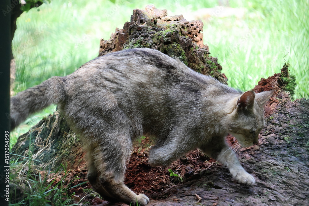 European wildcat surrounded by nature European wildcat surrounded by nature