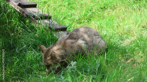 European wildcat surrounded by nature