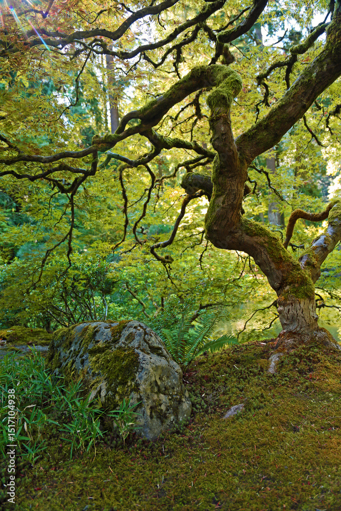 Fototapeta premium The rock and the twisted tree - Portland Japanese Garden, Oregon