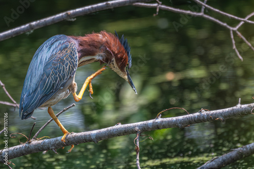 Green heron raising its foot to scratch its head.