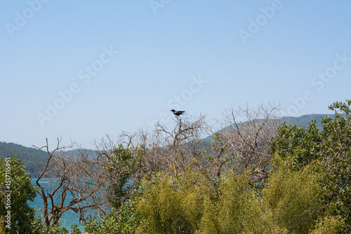 Bird on a tree, Troia, Portugal
