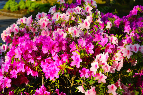 Wallpaper Mural Pink flowers blooming in Japan park Torontodigital.ca