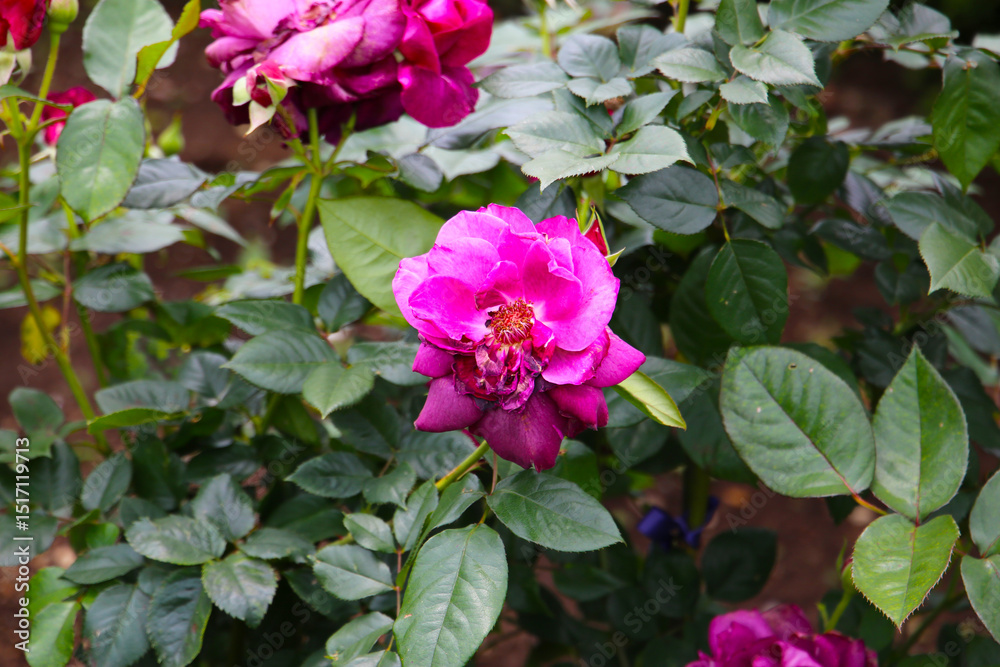 Fototapeta premium Beautiful roses in full bloom at the Japan Rose Garden.