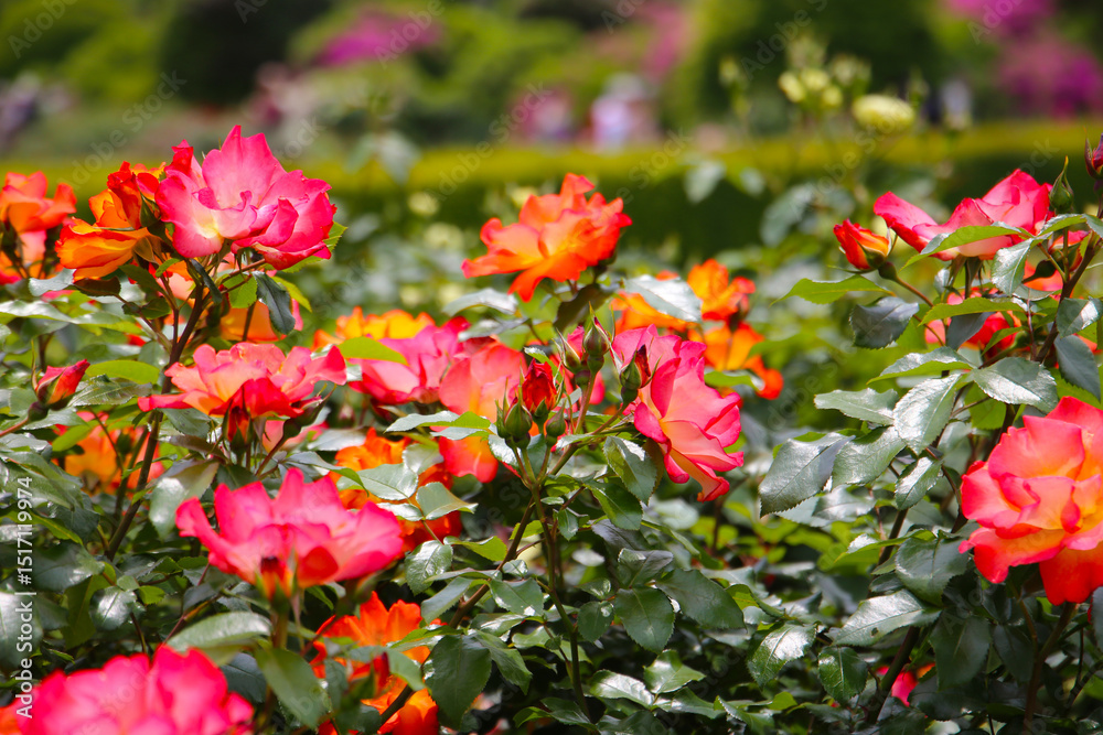 Obraz premium Beautiful roses in full bloom at the Japan Rose Garden.