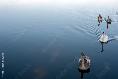 A family of swans with their babies on the shore of the pond, in the morning they swim to the camp and wait to see if they will throw something good to them.