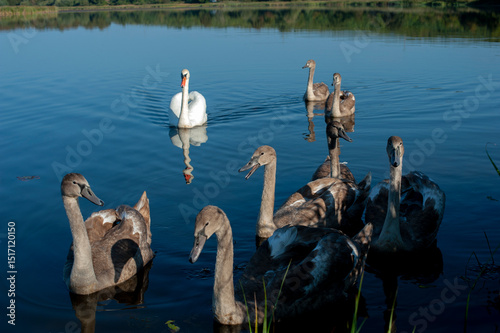 A family of swans with their babies on the shore of the pond, in the morning they swim to the camp and wait to see if they will throw something good to them.
