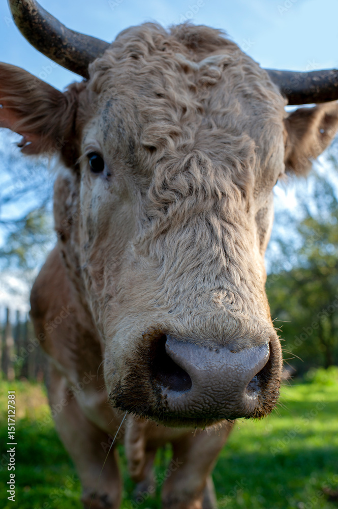 A light brown bull with horns in a free field. A light brown bull with horns in a free field.